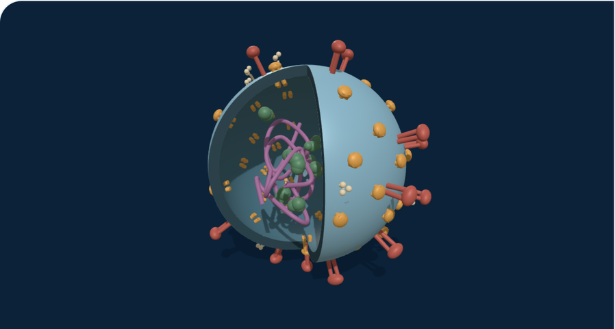 Cutaway of an exosome showing the bilayer membrane, surface proteins and internal cargo.