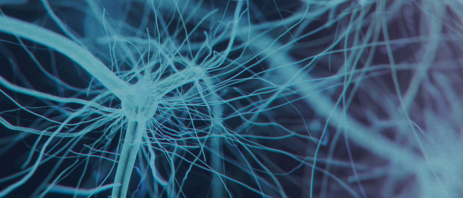 Cell culture under the microscope