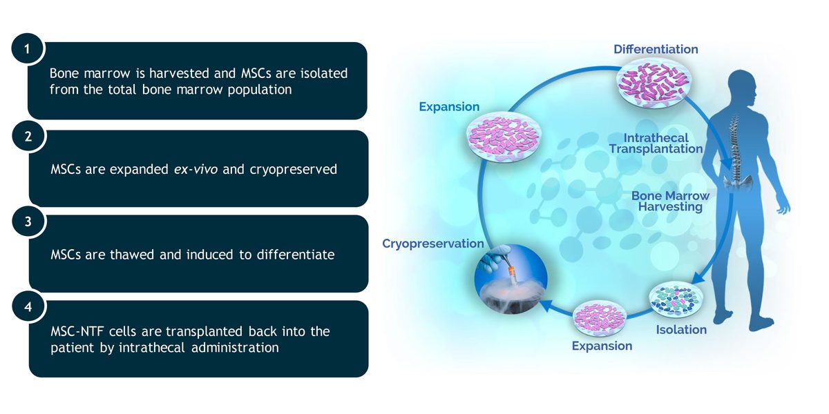 Diagram of the autologous MSC-NTF cell production process
